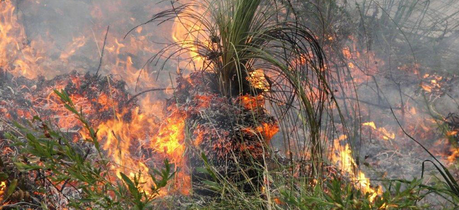 Bushfire Management Plans